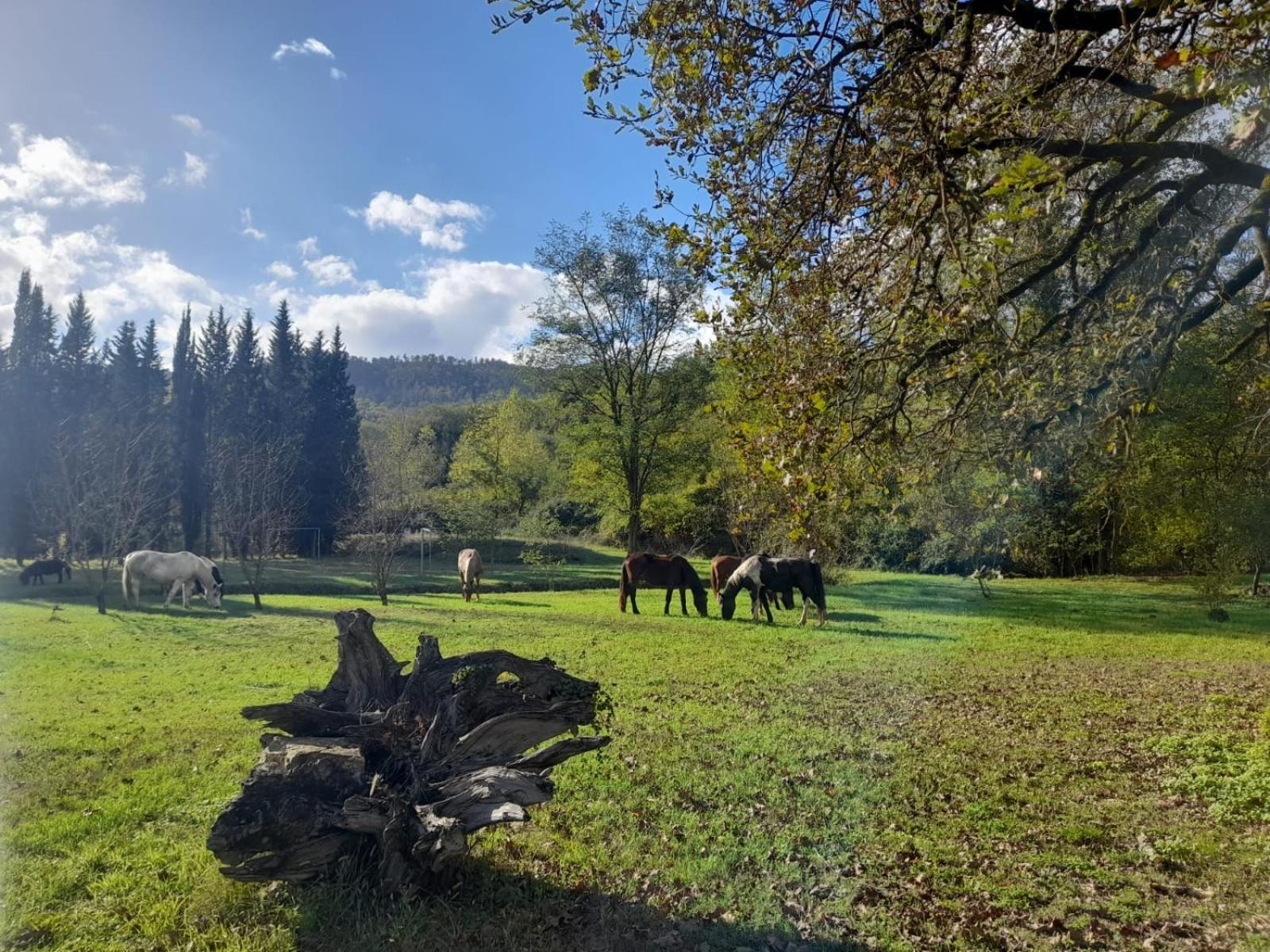 La Casella Antico Feudo Di Campagna Ficulle Bagian luar foto